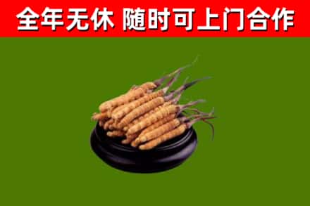 新兴区回收冬虫夏草